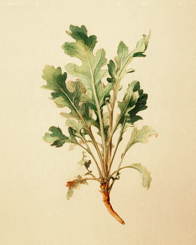 Akvarell av ruccola